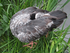 Фото Хохлатая паламедея