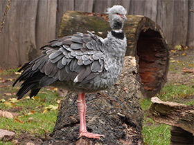 Фото Хохлатая паламедея