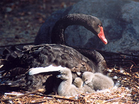 Черный лебедь