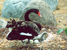 Черный лебедь