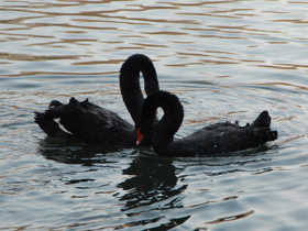 Черный лебедь