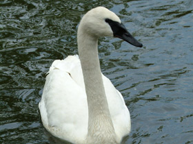 Фото Чья семья самая дружная? Самые верные животные