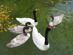 Фото Черношейный лебедь