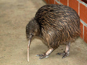 Фото Южный киви