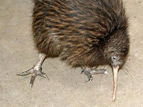 Фото Южный киви