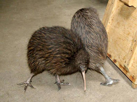 Фото Южный киви