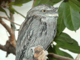 Исполинский белоног