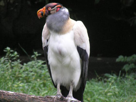 Фото Королевский гриф