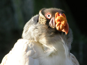 Фото Королевский гриф