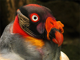 Фото Королевский гриф