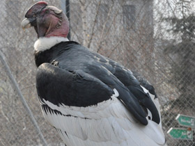 Фото Андский кондор