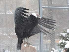 Фото Андский кондор