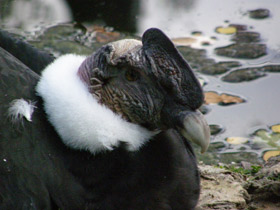 Фото Андский кондор