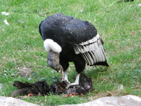 Фото Андский кондор