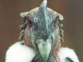 Андский кондор