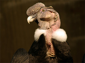 Фото Андский кондор