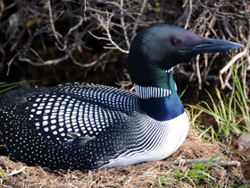 Полярная гагара