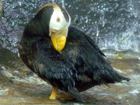 Смотреть фото Топорик Фото Топорик