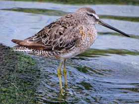 Американский бекасовидный веретенник