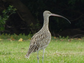 Фото Дальневосточный кроншнеп