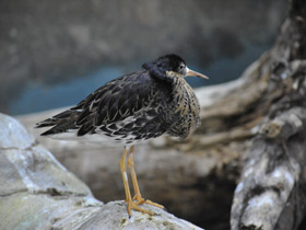 Фото Турухтан