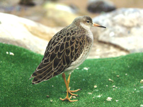 Фото Турухтан