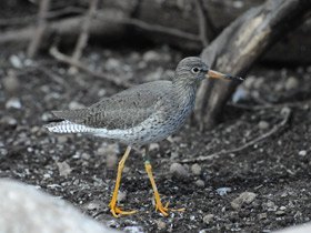 Смотреть фото Травник Фото Травник