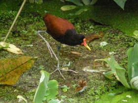 Фото Сережчатая якана