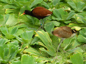 Фото Сережчатая якана