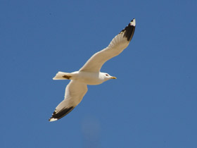 Фото Серебристая чайка