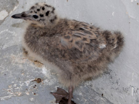Фото Серебристая чайка