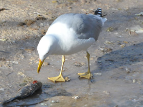 Фото Серебристая чайка