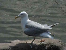 Фото Серебристая чайка