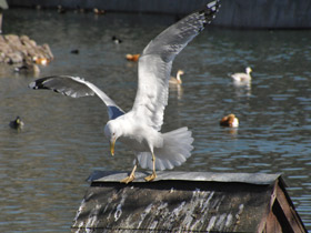 Фото Серебристая чайка
