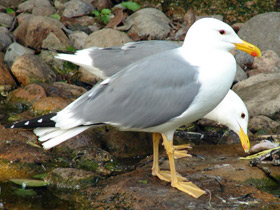 Фото Степная чайка