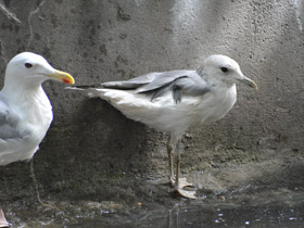 Фото Сизая чайка