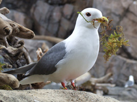 Фото Красноногая говорушка