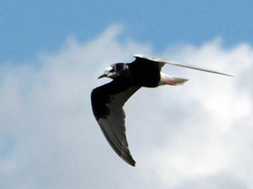 Фото Белокрылая крачка