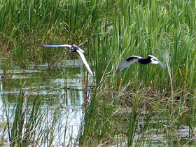 Фото Белокрылая крачка