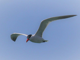 Смотреть фото Чеграва Фото Чеграва