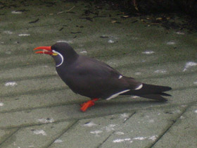 Фото Крачка-инка