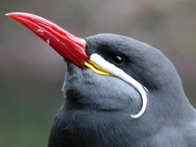 Крачка-инка