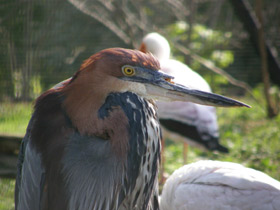 Цапля-голиаф