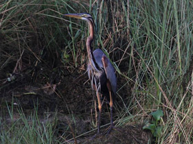 Фото Рыжая цапля