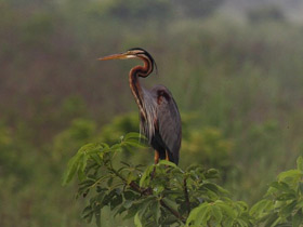 Фото Рыжая цапля