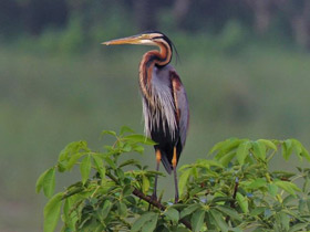 Фото Рыжая цапля