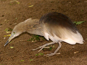 Фото Индийская желтая цапля