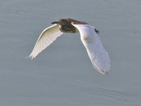 Фото Индийская желтая цапля