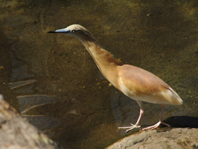 Фото Желтая цапля