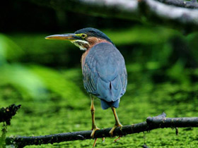 Фото Американская зелёная кваква